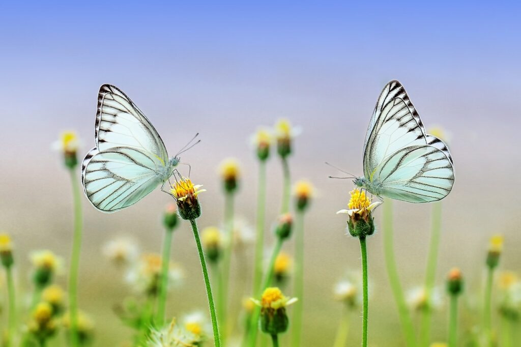 Two butterflies on yellow and white flowers